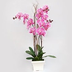 Ankara Bağlum Çiçekçi firma ürünümüz 2 saksı orkide çiçeği canlı çiçekler