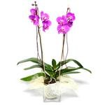 Tek dal orkide saksı çiçeği Ankara Keçiören Çiçekçi firma ürünümüz