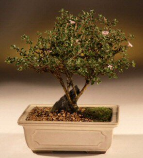 Bonsai küçük japon ağacı iç mekan süs bitkisi Ankara Ostim çiçek gönder en çok satılan ürünümüz