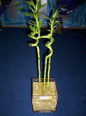 Ankara çiçek gönder firmamızdan görsel ürün Lucky Bamboo şans meleği çiçeği bambu çiçeği
