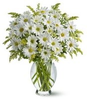 Vazo içerisinde beyaz krizantem çiçekleri Ankara çiçekçi mağazası